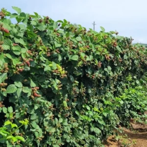 Galaxy Blackberry Live Plant – Thornless Rubus 'Galaxy' – Starter Plug - Image 3