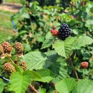 Galaxy Blackberry Live Plant – Thornless Rubus 'Galaxy' – Starter Plug - Image 6