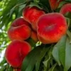 Galaxy Peach Tree Live Plant - 2-3 Feet Tall - Donut Peach in 3 Gallon Pot - Image 1
