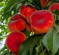 Galaxy Peach Tree Live Plant – 2-3 ft Tall – 3 Gallon Pot – Outdoor Fruit Tree - Image 1