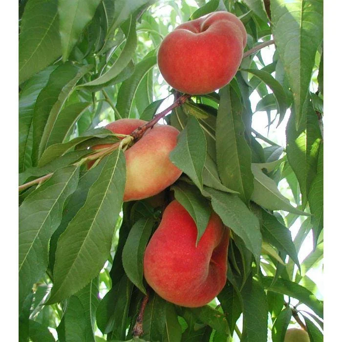 Galaxy Peach Tree Live Plant – 3-4 ft Tall – 7 Gallon Pot – Sweet Flat Peaches - Image 1