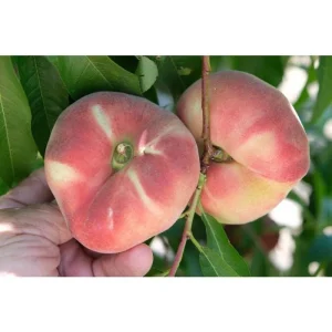 Galaxy Peach Tree Live Plant – 3-4 ft Tall – 7 Gallon Pot – Sweet Flat Peaches - Image 3
