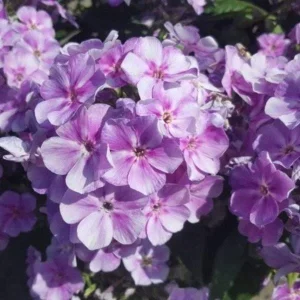 Garden Phlox Live Plant – Phlox Paniculata – Fragrant Perennial – 1