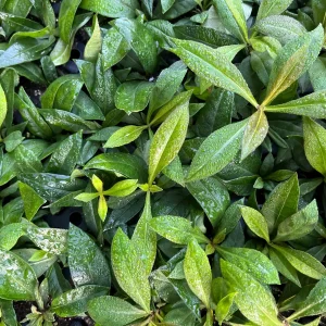 Garden Phlox Live Plant – Phlox Paniculata – Fragrant Perennial – 1