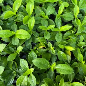 Garden Phlox Live Plant – Phlox Paniculata – Fragrant Perennial – 1