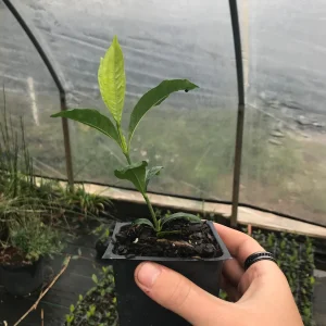 Gardenia 'August Beauty' in a 3.5" Pot--Stunning, Fragrant Summer Bloomer!! - Image 2