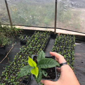 Gardenia 'August Beauty' in a 3.5" Pot--Stunning, Fragrant Summer Bloomer!! - Image 3