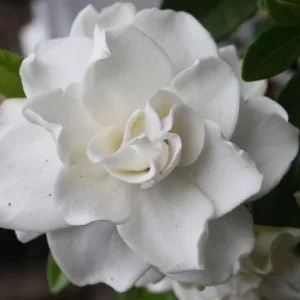 Gardenia 'August Beauty' in a 3.5" Pot--Stunning, Fragrant Summer Bloomer!! - Image 1
