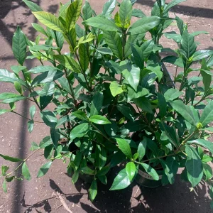 Gardenia August Beauty Live Plant - 1 Gallon Pot, Fragrant White Flowers - Image 2