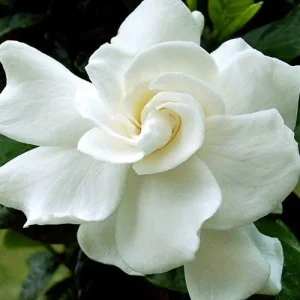 Gardenia August Beauty Live Plant - 1 Gallon Pot, Fragrant White Flowers - Image 1