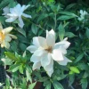 Gardenia Frost Proof Live Plant – Fragrant White Flowers – 6 inch Pot – Outdoor Shrub - Image 1