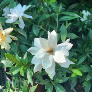 Gardenia Frost Proof Live Plant – Fragrant White Flowers – 6 inch Pot – Outdoor Shrub - Image 1