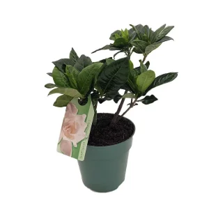 Gardenia Jasminoides Live Plant – Corsage Gardenia Shrub – 4