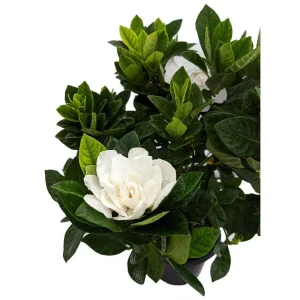 Gardenia Jasminoides Live Plant – Corsage Gardenia Shrub – 4