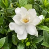 Gardenia Pillow Talk Live Plant – 4 inch Pot – Fragrant White Flowers - Image 1