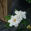 Gardenia Steady As She Goes Live Plant - 4 inch Pot - Heat Tolerant Outdoor Shrub - Image 1