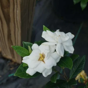 Gardenia Steady As She Goes Live Plant - 4 inch Pot - Heat Tolerant Outdoor Shrub - Image 1
