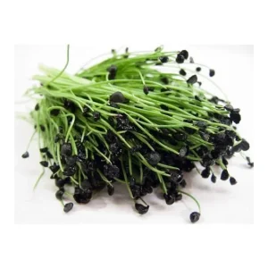 Garlic Chives Seeds - NON-GMO Heirloom Allium tuberosum - Culinary Herb Seeds - Image 3