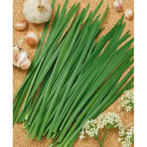 Garlic Chives Seeds - NON-GMO Heirloom Allium tuberosum - Culinary Herb Seeds - Image 1