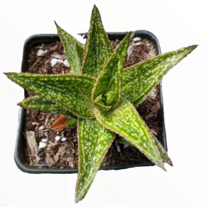 Gasteraloe 'Green Gold' Succulent Plant – Live Indoor/Outdoor Succulent - Image 2