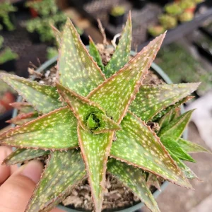 Gasteraloe 'Green Gold' Succulent Plant – Live Indoor/Outdoor Succulent - Image 4