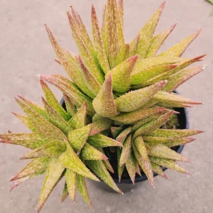 Gasteraloe 'Green Gold' Succulent Plant – Live Indoor/Outdoor Succulent - Image 5