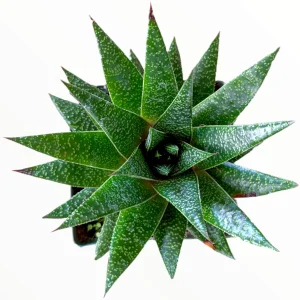 Gasteria 'Flow' Succulent Plant - Live Indoor Houseplant - Image 2