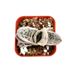 Gasteria Frosty Succulent Live Plant - Easy Care Indoor Houseplant - Image 2