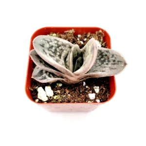 Gasteria Frosty Succulent Live Plant - Easy Care Indoor Houseplant - Image 1