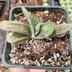 Gasteria Frosty Succulent Live Plant - Easy Care Indoor Houseplant - Image 4