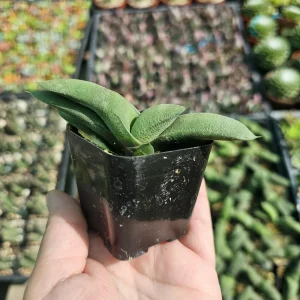 Gasteria glomerata Ox Tongue Plant Live Succulent – 2in Pot - Image 3