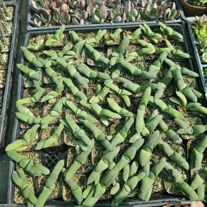 Gasteria glomerata Ox Tongue Plant Live Succulent – 2in Pot - Image 4