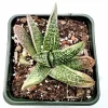 Gasteria 'Little Warty' Succulent Plant – Live Houseplant – Drought Tolerant - Image 1