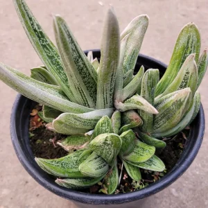 Gasteria 'Little Warty' Succulent Plant – Live Houseplant – Drought Tolerant - Image 3
