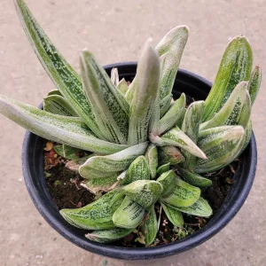 Gasteria 'Little Warty' Succulent Plant – Live Houseplant – Drought Tolerant - Image 4
