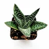 Gasteria 'Okavango' Succulent Plant - Live Indoor Houseplant - Image 1