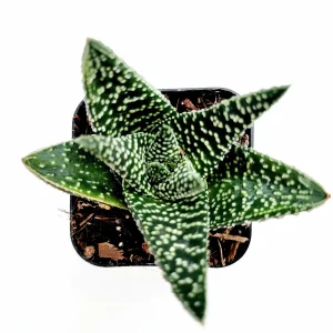 Gasteria 'Okavango' Succulent Plant - Live Indoor Houseplant - Image 2
