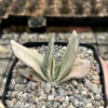 Gasteria Sakura Fuji Variegated Succulent Live Plant - Rare Hybrid in 3.5" Pot - Image 1