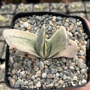 Gasteria Sakura Fuji Variegated Succulent Live Plant - Rare Hybrid in 3.5
