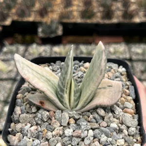 Gasteria Sakura Fuji Variegated Succulent Live Plant - Rare Hybrid in 3.5