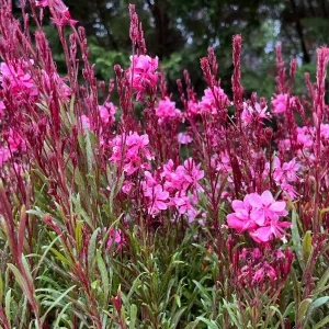 Gaura Lindheimeri Wand Flower Live Plant - Quart Pot, Outdoor Perennial - Image 10