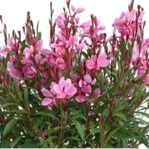 Gaura Lindheimeri Wand Flower Live Plant - Quart Pot, Outdoor Perennial - Image 1