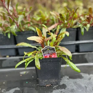 Gaura Lindheimeri Wand Flower Live Plant - Quart Pot, Outdoor Perennial - Image 4