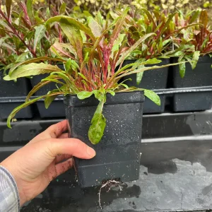 Gaura Lindheimeri Wand Flower Live Plant - Quart Pot, Outdoor Perennial - Image 7