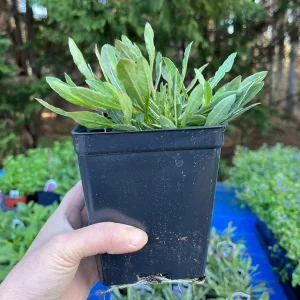 Gaura Lindheimeri Wand Flower Live Plant - Quart Pot, Outdoor Perennial - Image 8