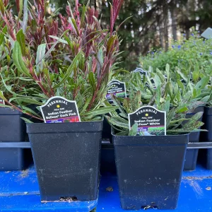 Gaura Lindheimeri Wand Flower Live Plant - Quart Pot, Outdoor Perennial - Image 9