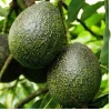 GEM Avocado Tree - Grafted Live Plant - 1 to 2 Feet Tall - Ship in 6" Pot - Image 1