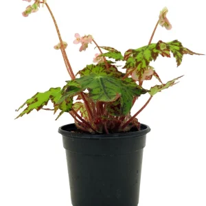 Geometry Begonia Live Plant - 4