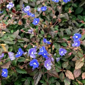 Georgia Blue Veronica Live Plant - 4 inch pot - Evergreen Perennial for Zones 5-8 - Image 1