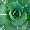 Georgia Southern Collard Seeds - 800+ Organic Non-GMO Vegetable Seeds - Image 1